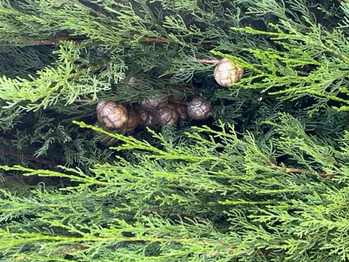 L'huile essentielle de Cyprès une alliée pour concrétiser votre projet grâce à l'aromathérapie olfactive